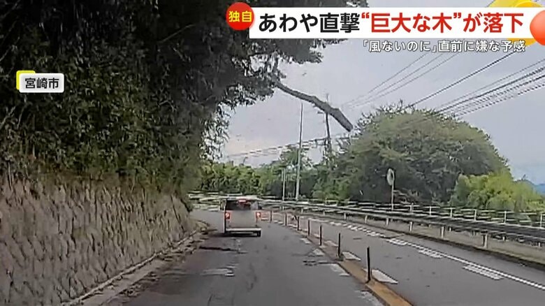 運転中に突然、巨大な木が落下してきた一部始終①