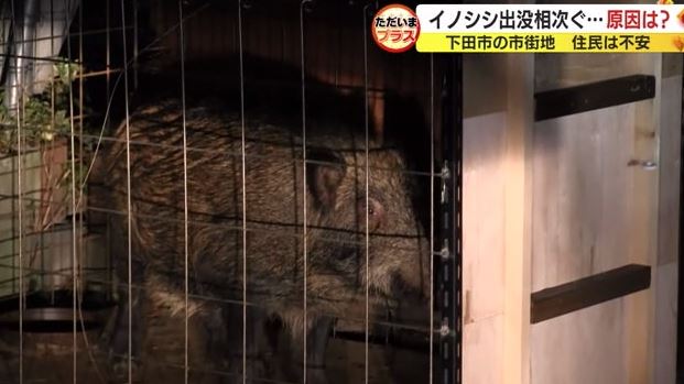 箱ワナで捕獲されたイノシシ