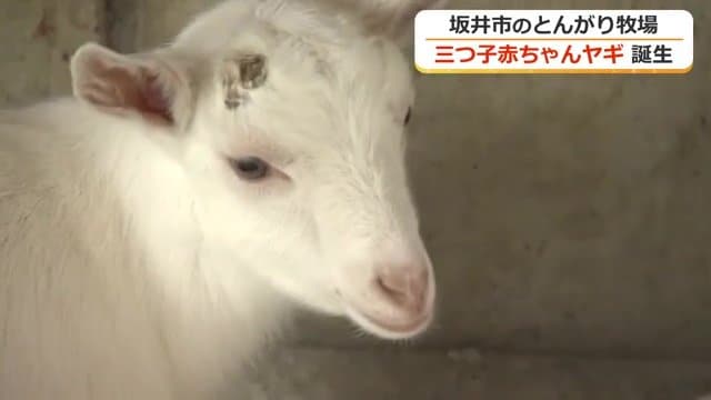 3月末に誕生した赤ちゃんヤギ