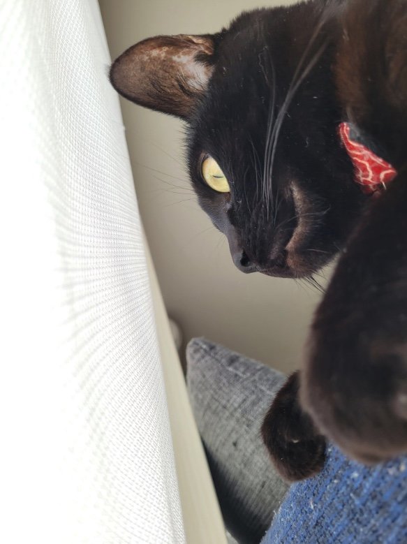 尻尾をつかまられても表情を変えないティチャラくん（提供：仔猫を拾ったので）