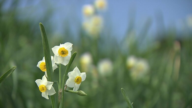 甘い香りを漂わせる水仙