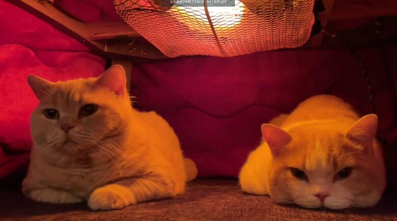 左：みかん　右：てんぷら（提供：みかんとじろうさんちさん）