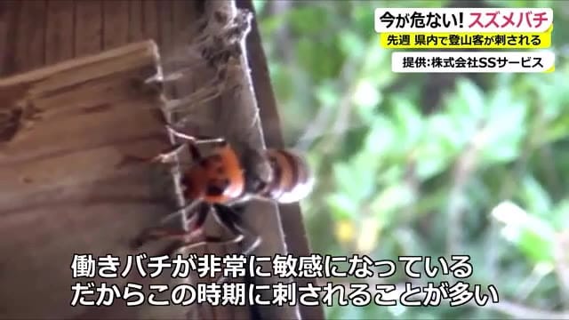 ハチに刺され年間20人前後が死亡　秋はスズメバチに要注意【福井】