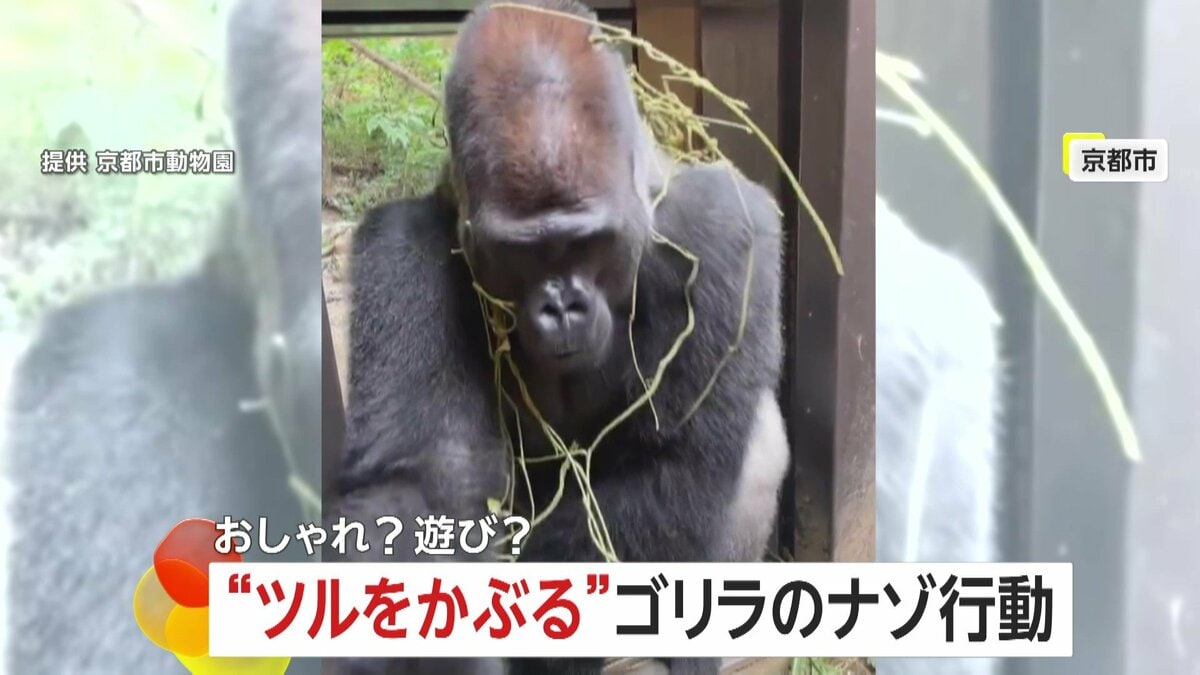 『ゴリラ』 4055744012624_ll.jpg