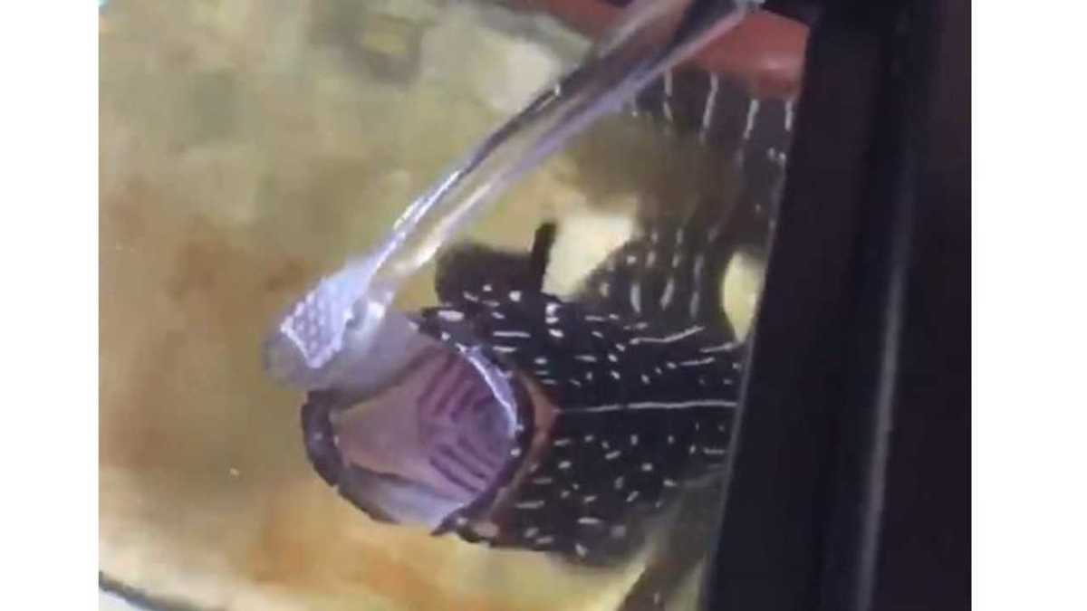 口を大きく開いて あ ん 歯磨きする魚 が可愛すぎる そのきっかけを聞いてみた