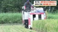 種子島で超早場米の収穫始まる　概算金が2割減　農家「経費に見合っていない」
