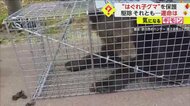 【はぐれ子グマ保護】駆除求める声も…旭山動物園受け入れ「共生…