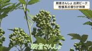 江戸時代から続く伝統の味　「朝倉さんしょ」が出荷の最盛期　但馬地域で2万本栽培　ことしは天候良く実の付きも上々　兵庫・朝来市