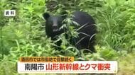 県内各地でクマ出没　走行中の山形新幹線とクマ衝突…酒田市街地でも目撃相次ぐ　山形