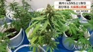 「野菜」「ブロッコリー」「チョコ」隠語で忍び寄る大麻の影　SNSを介し若者に“まん延”　福井では検挙の6割占める年も