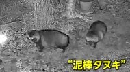 「君たちだったんだ…」庭に設置した照明が連続して盗まれる　岐阜・恵那市で住人がタヌキの“窃盗の瞬間”をモクゲキ