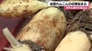加賀れんこん収穫スタート、今シーズンも600トン豊作の見込み