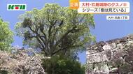  推定樹齢500年以上「玖島城跡のクスノキ」築城前からそびえたつ　城が姿を消しても街の移り変わりを見守り続ける巨樹