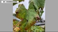 福島県内でブドウの“リーフロール病”初確認　糖度や食味への影響注視