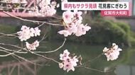 佐賀もお花見シーズン！佐賀市大和町の與止日女神社　サクラほぼ満開【佐賀県】