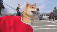 小さくても嗅覚などが武器に…『柴犬の警察犬』岐阜県警が初めて任命 大型犬に交じりミニチュアシュナウザーも