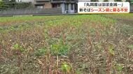 大雨から1カ月…壊滅的な“丸岡ソバ”　新そばシーズンを前に苦慮する地元店　わずかに残った苗に来季の望みかける農家