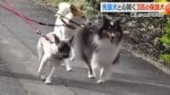 幼い頃から虐待を受けガリガリに…保護犬2匹を待っていたのは頼りがいある“先輩犬”　お散歩も優しくリード　