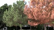 緑の絶景が消失の危機　景勝地で常緑の松が枯れて「真っ赤」に　原因は虫の噛み傷　農業被害の懸念も　大分・国東市