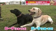 「救助の場面 人を探す」災害救助犬を目指し猛特訓中! 白黒ラブのきょうだい犬 【金曜日のわんこ】