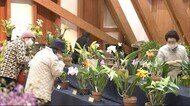春を感じる花々が並ぶ 春の洋らん展開催 秋田