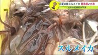 夏イカ 豊漁願い漁船が一斉に出漁・初水揚げ 不漁続き・燃料高の逆境に負けず…函館市【北海道発】