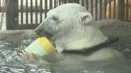 個性豊かな「とべ動物園」のクマたち　人気者「ピース」は“頭の毛が薄くなってきて…”【愛媛発】
