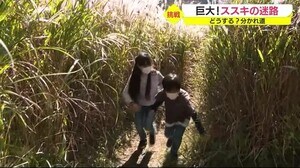 「難しいけど楽しい」巨大なススキの迷路登場 広さはテニスコート18面分 静岡・富士市