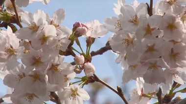 「萌え断サンド」「オープンいなり」…進化する花見弁当