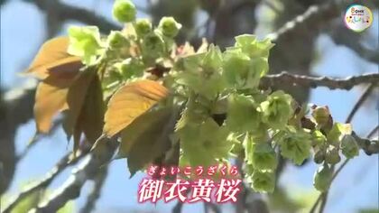 GW中に楽しめる一本桜は“地域の宝”　ＪＲ芸備線の駅の珍しいサクラ「御衣黄桜」が見頃【岡山・新見市】