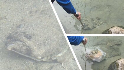 一直線にエサを丸呑み…「巨大ヒラメ」の豪快な食事　“体の半分”筋肉が生む瞬発力【新潟発】