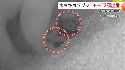男鹿水族館のホッキョクグマ「モモ」双子の赤ちゃんを出産　赤ちゃんの公開時期は年明け以降　秋田