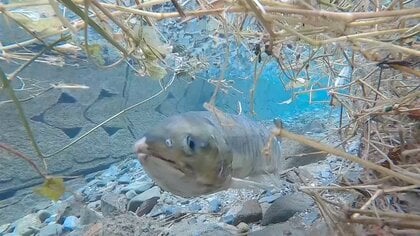 「大漁を再びこの目で」90歳のサケ博士語る　“遡上本州一”と不漁…岩手とサケの30年