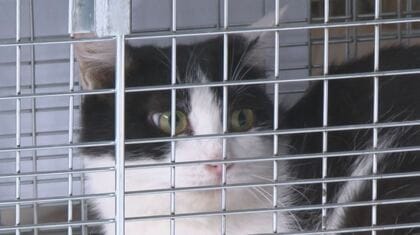 野良猫のふん尿や鳴き声が問題化　不妊・去勢の「出張手術」で過剰繁殖防ぎ共存へ【長野発】