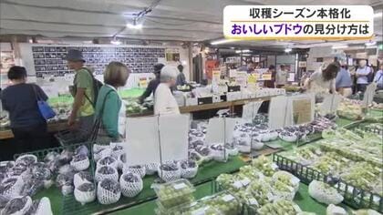 秋の味覚　おいしいブドウの見分け方は？　４０種類のブドウまつり【岡山】