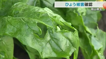 岡山県北で降った「ひょう」一夜明けると屋根に複数の穴、出荷前の野菜が…農家は悲鳴【岡山・津山市】
