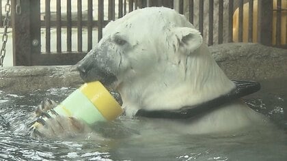 個性豊かな「とべ動物園」のクマたち　人気者「ピース」は“頭の毛が薄くなってきて…”【愛媛発】