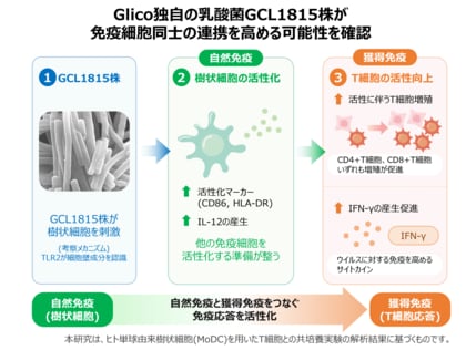 Glico独自の乳酸菌GCL1815株が免疫細胞同士の連携を高める可能性を確認