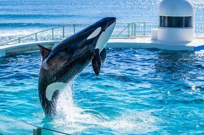 主要レジャー施設、約2割でチケット値上げ 「水族館」の入場料平均、初の2千円台 運営コスト増が要因