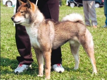 体長1.3mの四国犬　児童ら12人に噛みつき　「人懐っこい犬」と飼い主は驚き謝罪　過失傷害罪に問われる可能性も