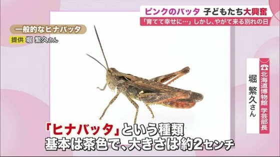 幸せ運ぶ ピンクのバッタ を発見 激レア昆虫 に小学生は大喜び しかし別れは突然に 北海道発