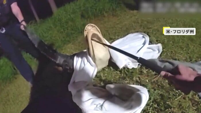 “アゴくい”でおとなしくなるワニ(Orlando Police Department)