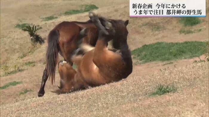 転がり続ける馬