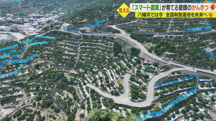 急傾斜地に広がるミカン園地
