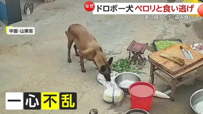 一心不乱にご飯を食べる犬(中国SNSより)