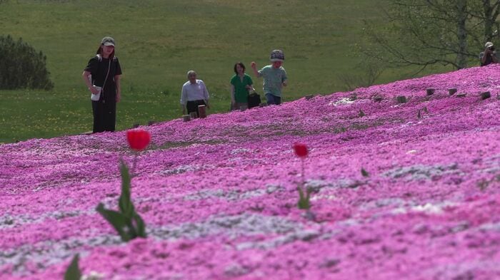 遠軽町「太陽の丘えんがる公園」の芝桜