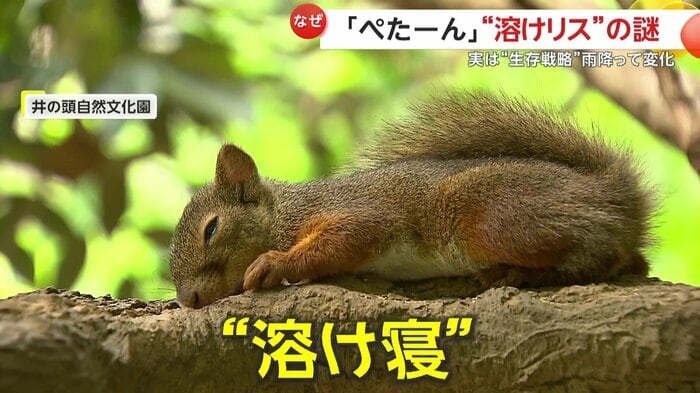 溶けているような状態で寝ているリス