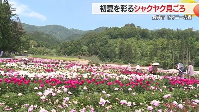 長井の豊かな自然のなかに“森のテーマパーク”として誕生した「ながいピオニーの森」