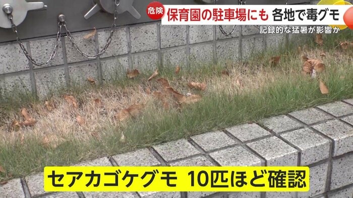 駆除作業中にも10匹ほど確認