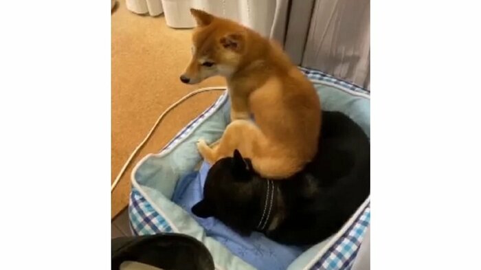 おはぎくんの上にどっしり座るおでんくん